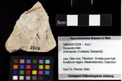 Foto (Objket + Etiketten) von Decapoda indet. 